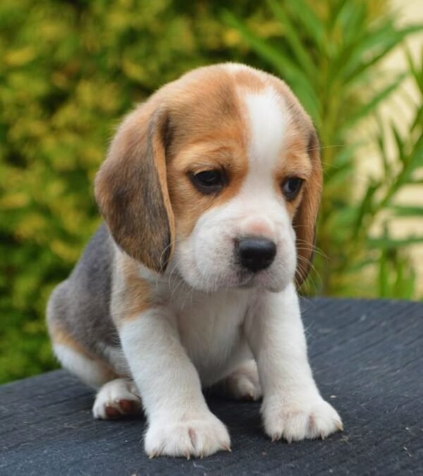 Beagle Puppy