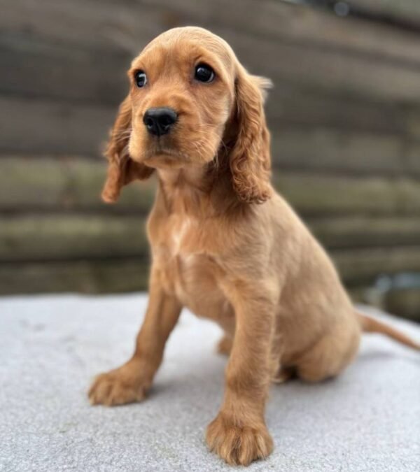 Cocker Spaniel Puppy