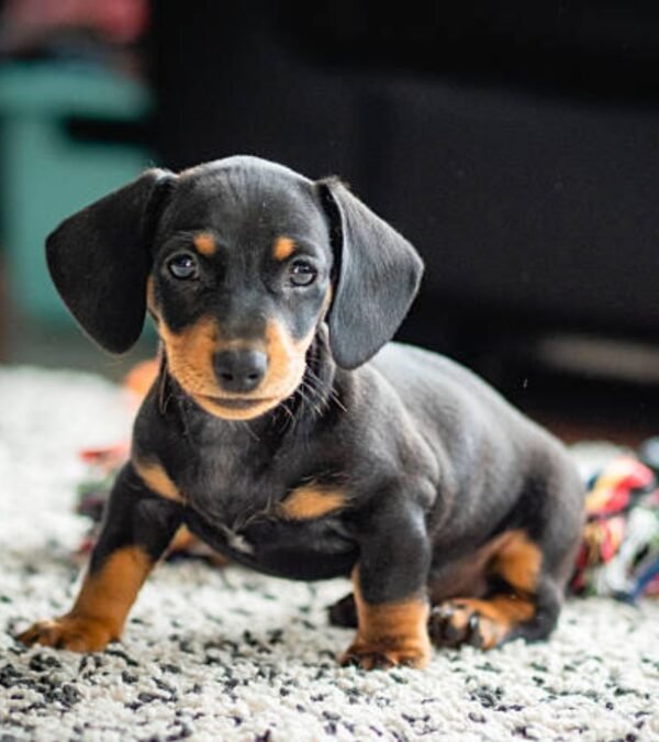 Dachshund Puppy
