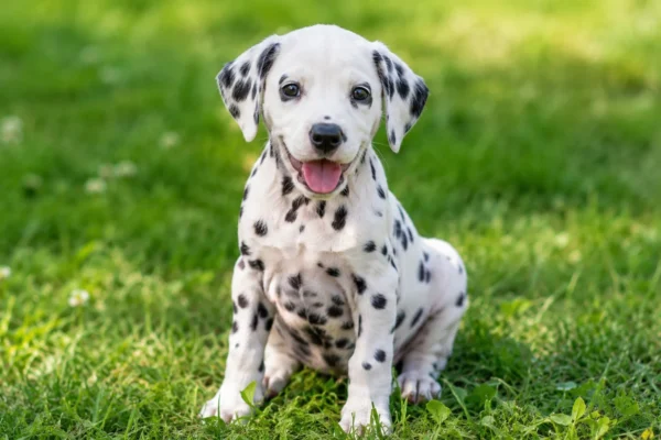 Dalmatian dog