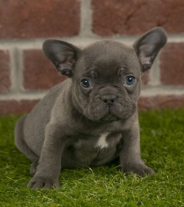 French Bulldog Puppy