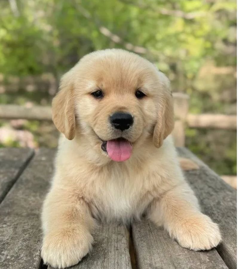 Golden Retriever Puppy