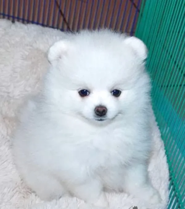 Indian Spitz Puppy