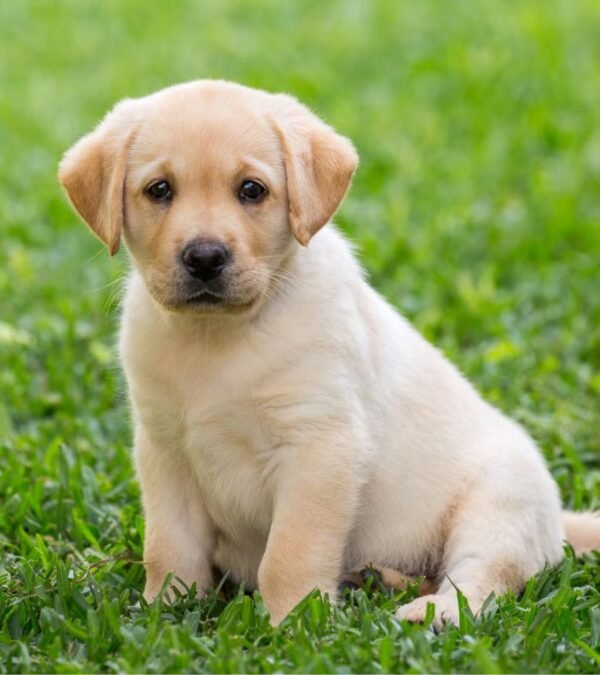 Labrador Retriever Puppy