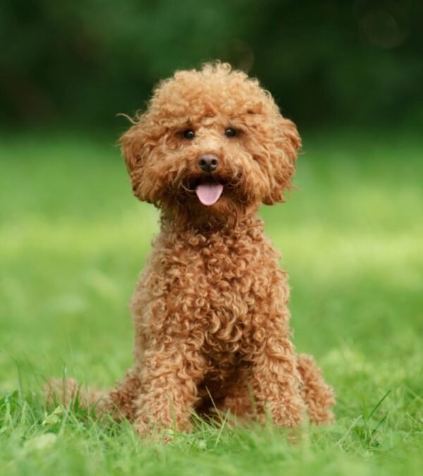 Poodle (Toy / Miniature) Puppy