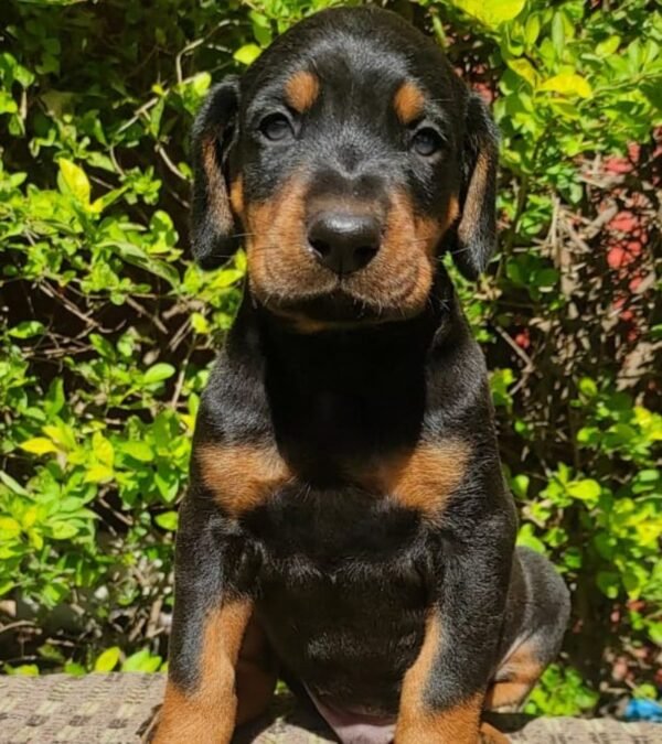 Doberman Pinscher Puppy