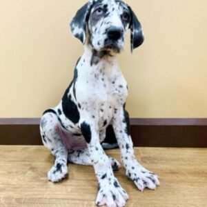 Great Dane Puppy