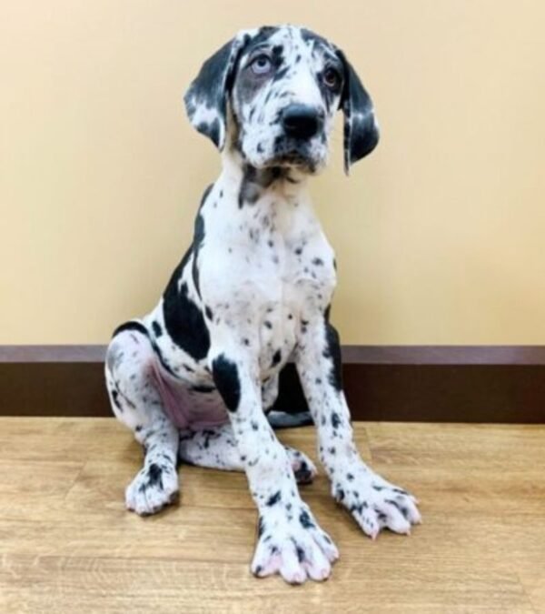 Great Dane Puppy