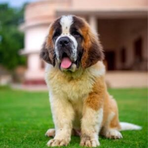Saint Bernard Puppy
