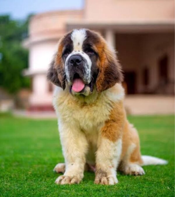 Saint Bernard Puppy