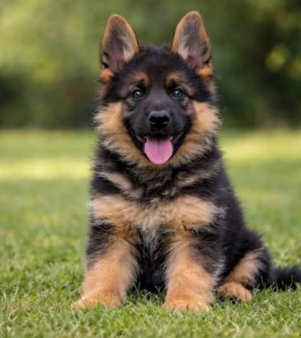 German Shepherd Puppy