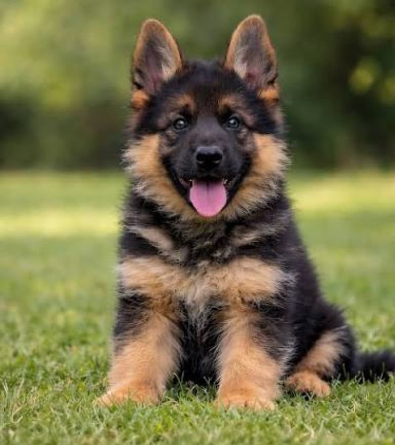 German Shepherd Puppy