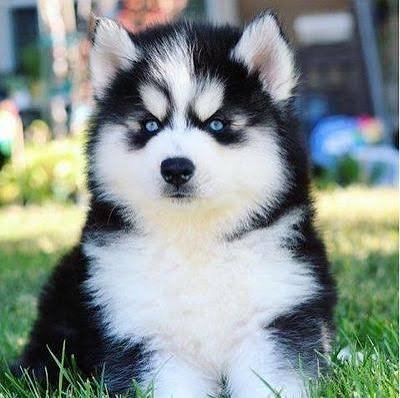 Siberian Husky Puppy